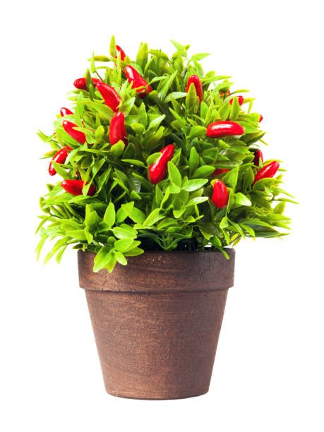 Ornamental pepper - Artificial