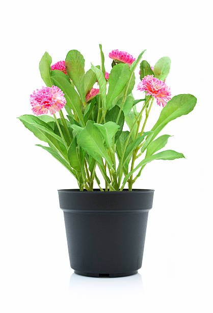 Ornament Plant - Artificial